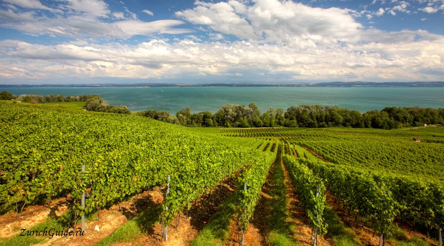 Neuchatel vineyards Вина Швейцарии - какие вины делают в разных регионах Швейцарии, самые известные и лучшие вина Швейцарии, какое швейцарское попробовать.