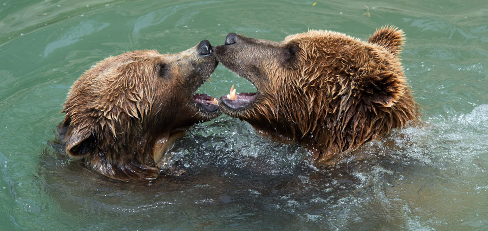 Берн (Bern), Швейцария - путеводитель по городу. Туристический маршрут по Берну с картой, достопримечательности Берна. epa03736330 The young bear siblings Finn and Ursina, from right, enjoy a swim in the 13 degrees celsius cool water of the river Aare in the Baerenpark in Bern, Switzerland, 08 June 2013. EPA/LUKAS LEHMANN